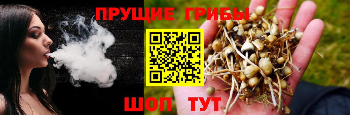 Галлюциногенные грибы Psilocybe Надым